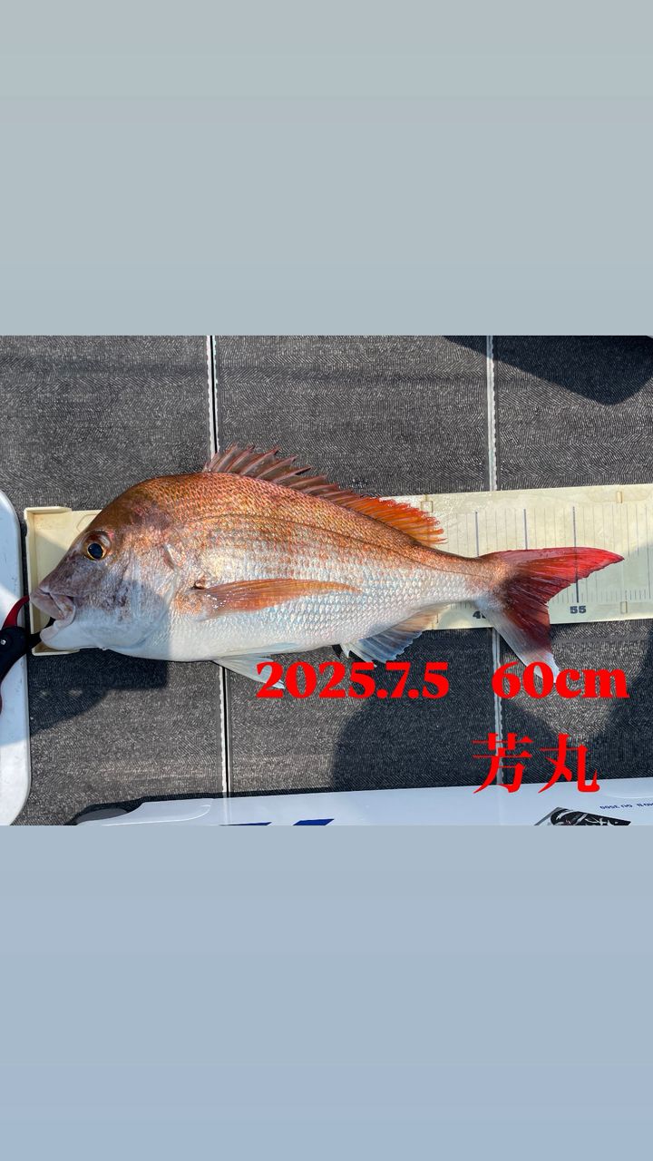 よしまる440さんの釣果 3枚目の画像