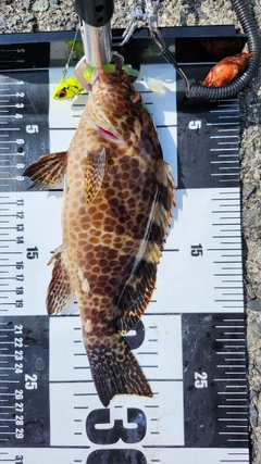 オオモンハタの釣果