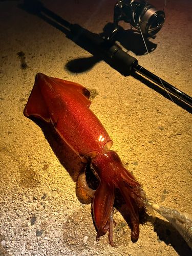 シロイカの釣果