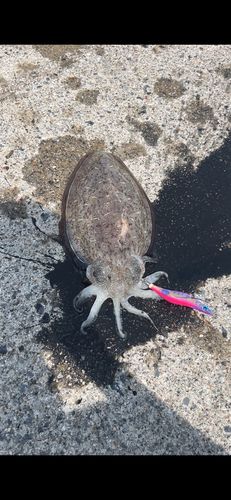 モンゴウイカの釣果