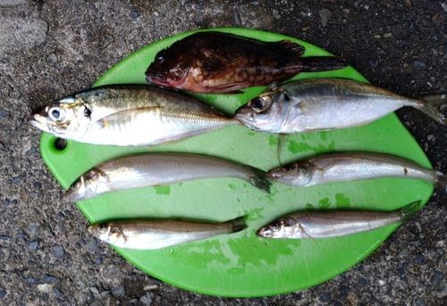 シロギスの釣果