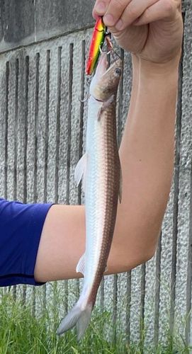 マエソの釣果