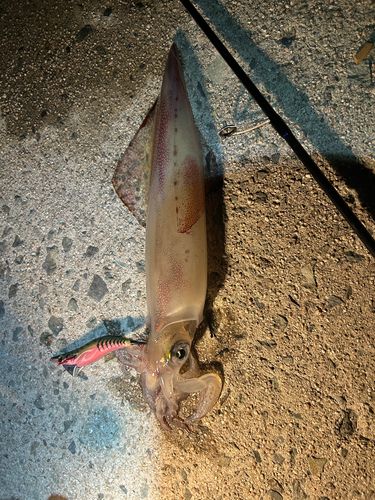 ケンサキイカの釣果