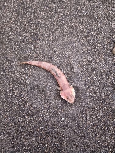 エソの釣果