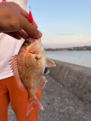 チャリコの釣果