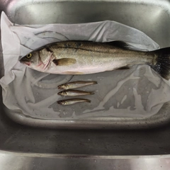 スズキの釣果