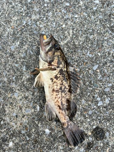 クロソイの釣果