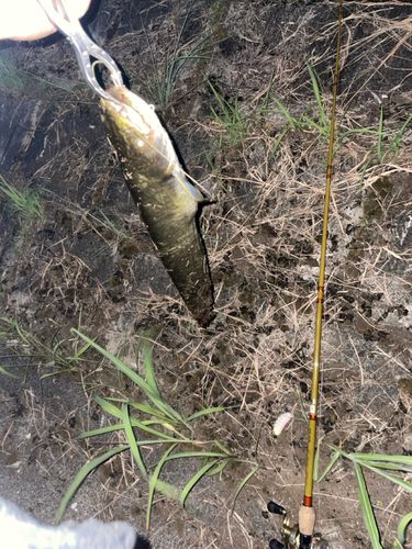 ナマズの釣果