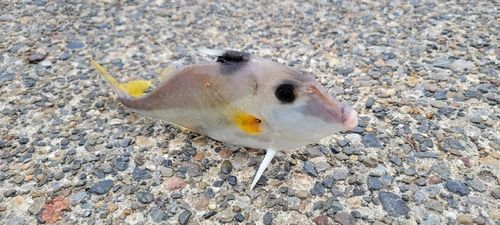 ギマの釣果