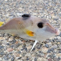 ギマ