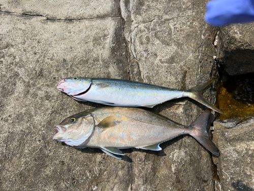 ヒレナガカンパチの釣果