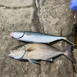 ヒレナガカンパチ