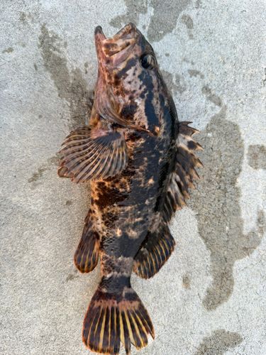 ベッコウゾイの釣果