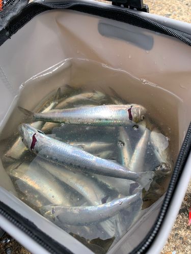 イワシの釣果