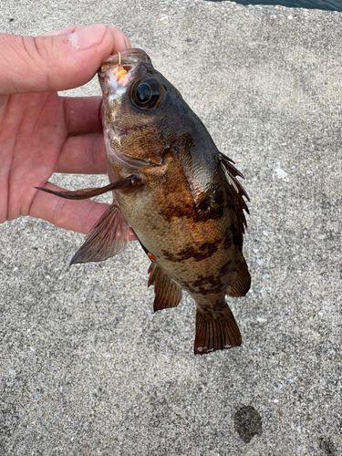 メバルの釣果