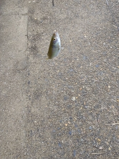 オイカワの釣果