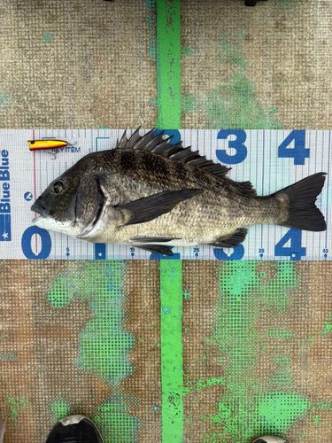 チヌの釣果