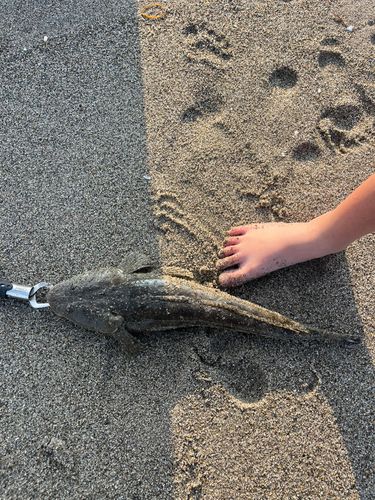 コチの釣果