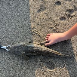 コチ