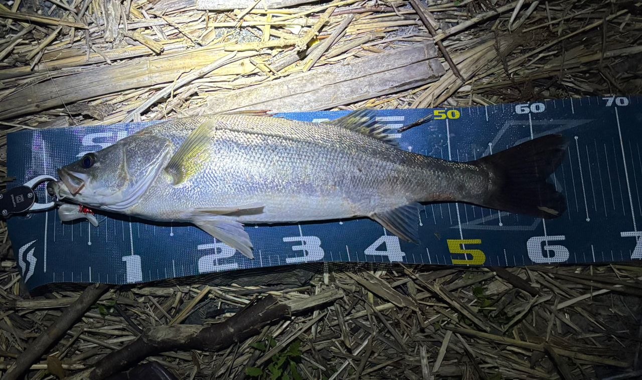 ★☆【シマノ】 20ルナミス S96ML SHIMANO LUNAMIS シーバス チヌ K_190★☆v31084 シマノ】 20ルナミス S96ML SHIMANO LUNAMIS シーバス チヌ