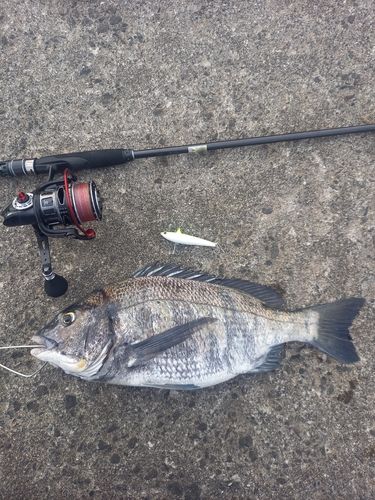 チヌの釣果