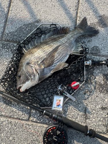 クロダイの釣果