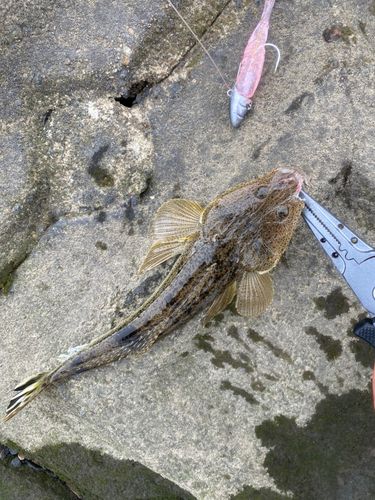 マゴチの釣果