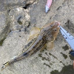 マゴチ