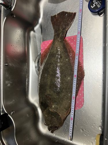 ヒラメの釣果