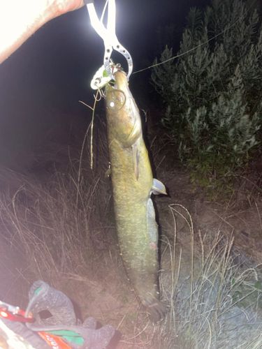 ナマズの釣果