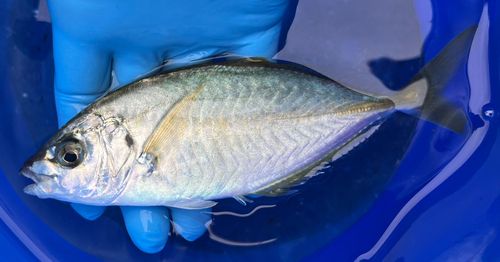 シマアジの釣果