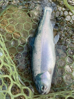 ニジマスの釣果