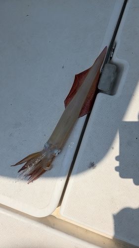 ヤリイカの釣果