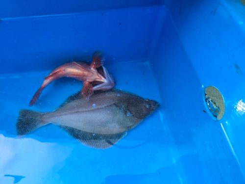 エテガレイの釣果