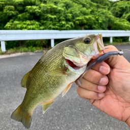ブラックバス