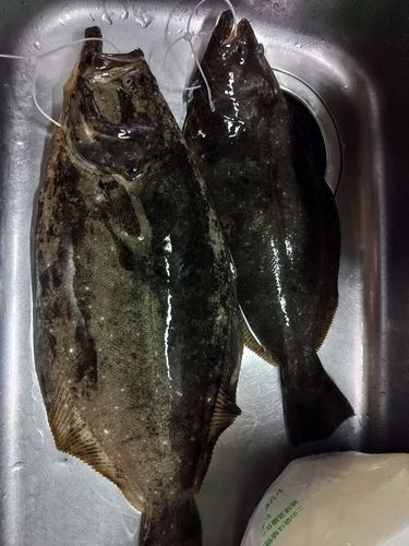 ヒラメの釣果