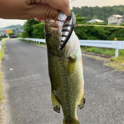 ブラックバス