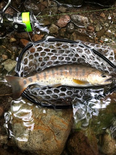 ヤマメの釣果