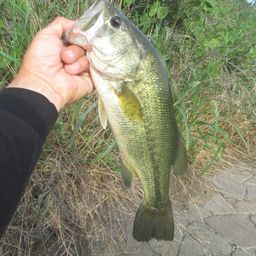 ラージマウスバス