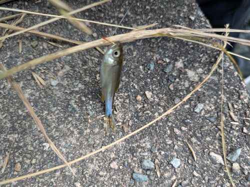 カワムツの釣果