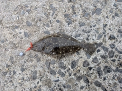 ヒラメの釣果