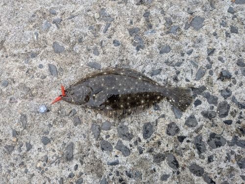 ヒラメの釣果