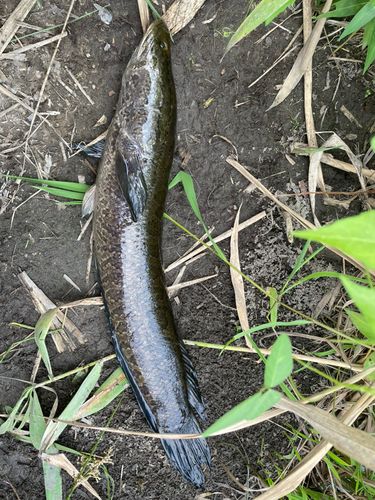 ライギョの釣果