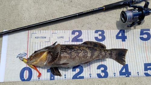 アイナメの釣果