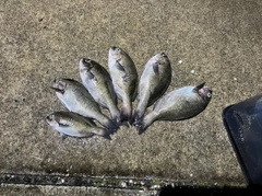 グレの釣果