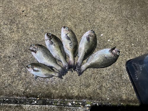 グレの釣果