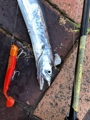 タチウオの釣果