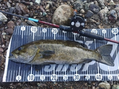 スモールマウスバスの釣果