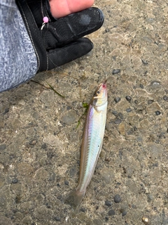 キスの釣果