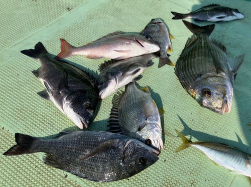 チヌの釣果